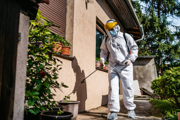 Best Flea Control Services  in Hallettsville, TX