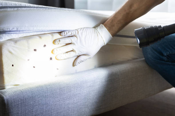 Best Pest Prevention Services  in Hallettsville, TX