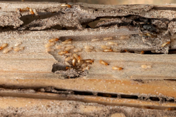 Best Wasp Removal Services  in Hallettsville, TX